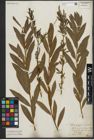 Foto von Salix purpurea L. x Salix viminalis L.